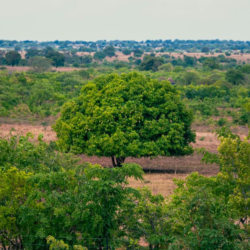 A lone tree in a field of trees